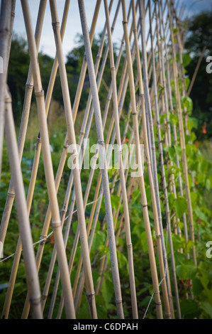 Rohrstock Unterstützung sticks für Stangenbohnen Bindfäden bis an oder steigen auf in Zuteilung am sonnigen Sommerabend im august... Stadt London Stockfoto