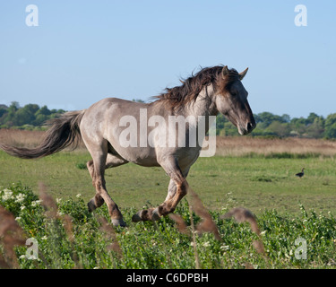 Konik Wildpferde Tier Stodmarsh England Kent Stockfoto