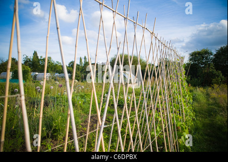 Rohrstock Unterstützung sticks für Stangenbohnen Bindfäden bis an oder steigen auf in Zuteilung am sonnigen Sommerabend im august... Stadt London Stockfoto