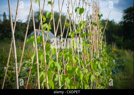 Rohrstock Unterstützung sticks für Stangenbohnen Bindfäden bis an oder steigen auf in Zuteilung am sonnigen Sommerabend im august... Stadt London Stockfoto