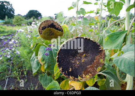 Zwei Sonnenblumenköpfe hautnah cu an einem sonnigen Sommerabend im august. Stockfoto