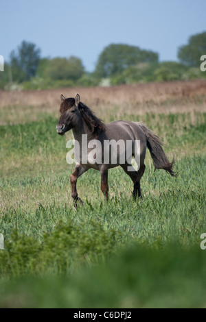 Konik Wildpferde Tier Stodmarsh England Kent Stockfoto