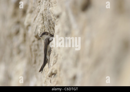 Uferschwalbe (Riparia Riparia) am Nest Loch in Sandsteinwand, Frühling, West Yorkshire, UK Stockfoto