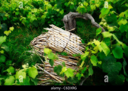 Weinreben in Azoren, Portugal. Stockfoto