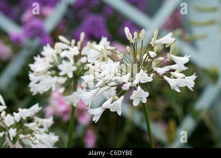 Agapanthus Africanus albus Stockfoto