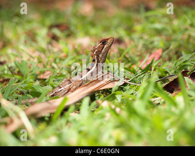 Gemeinen Basilisk Eidechse auch bekannt als Jesus Christ Lizard Stockfoto