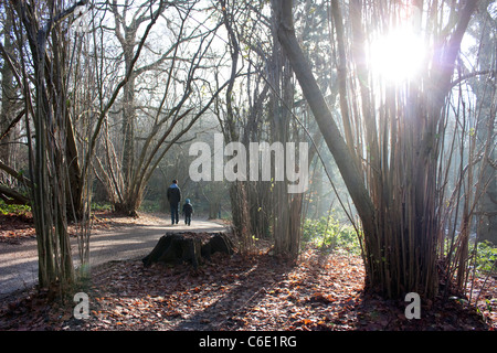 Wald und Bäume mit einem gewundenen Pfad in Norfolk, england Stockfoto