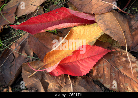 Blätter im Herbst Stockfoto