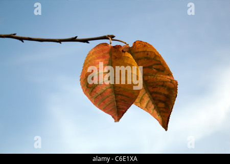 Herbstlaub auf blauen Himmelshintergrund Stockfoto
