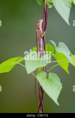 Garten, orientalisch oder VARIABLE Eidechse (Calotes versicolor) Ko Ra, Süd-Thailand. Stockfoto