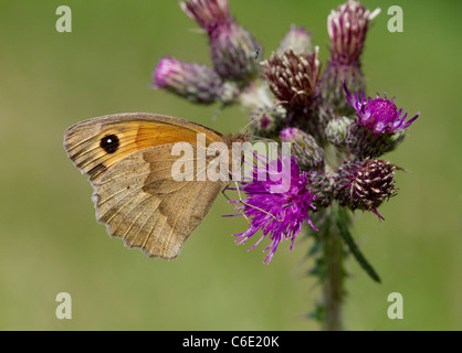 Wiese braun Schmetterling (Maniola Jurtina) Fütterung auf der Distel, Susssex, UK. Stockfoto