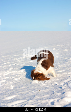 winterliche Landschaft einschließlich Hund mit Kopf im Schnee Stockfoto