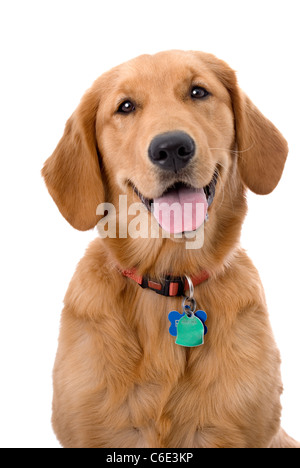 Eine glückliche 6 Monate alten Golden Retriever vor einem weißen Hintergrund. Stockfoto