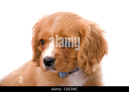 Eine entzückende 6 Wochen alten King Charles Cavalier Welpen blicken Kamera nach links. Stockfoto
