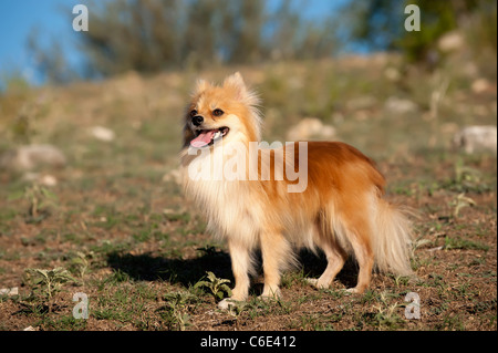 Deutscher Zwergspitz Stockfoto