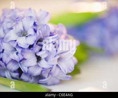 Nahaufnahme von lila Blume Stockfoto