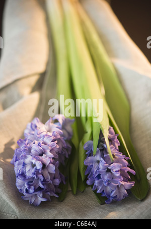 Nahaufnahme von lila Blumen Stockfoto