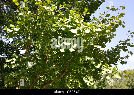 Mexikanische Pflaume Prunus Mexicana Stockfoto