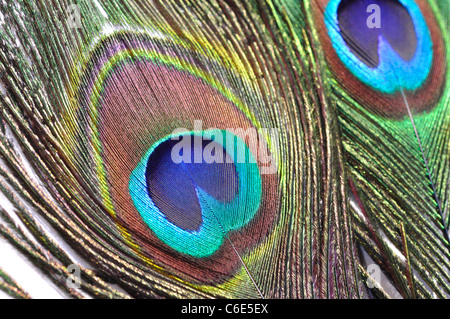 Pfauenfeder Stockfoto