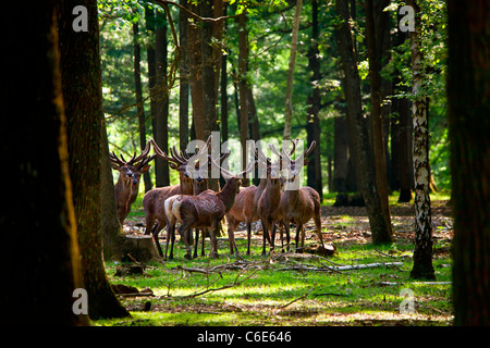 Tiere im Wald von Rambouillet