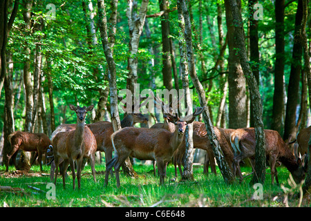 Tiere im Wald von Rambouillet Stockfoto
