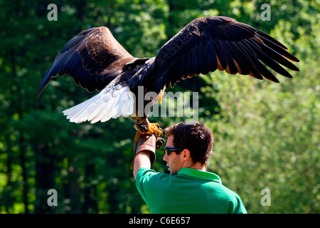 Tiere im Wald von Rambouillet Stockfoto