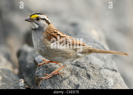 White-throated Sparrow (Zonotrichia albicollis) im Central Park, New York Stockfoto
