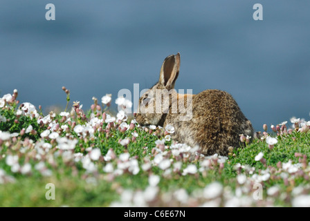 Kaninchen (Oryctolagus cuniculus) Fütterung unter Meer Campion (Silene Uniflora) auf die walisische Insel Stockfoto