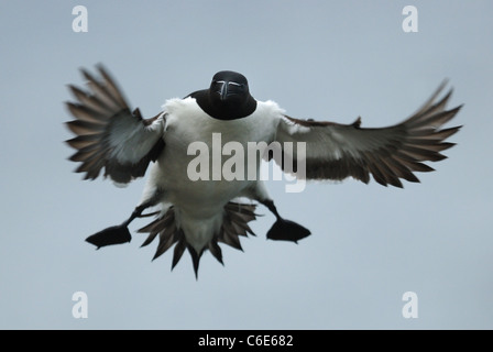 Tordalk (Alca Torda) kommen, um auf einer Klippe am Skomer Island, Pembrokeshire, Wales, UK landen. Mai 2011. Stockfoto