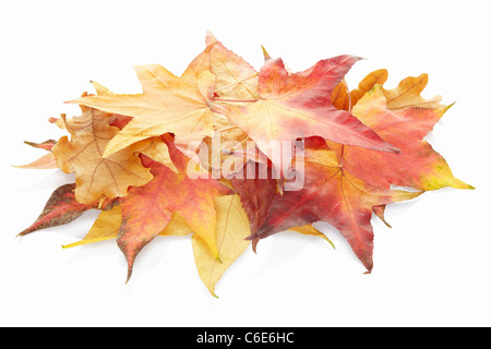 Gefallene Herbstlaub heap Stockfoto