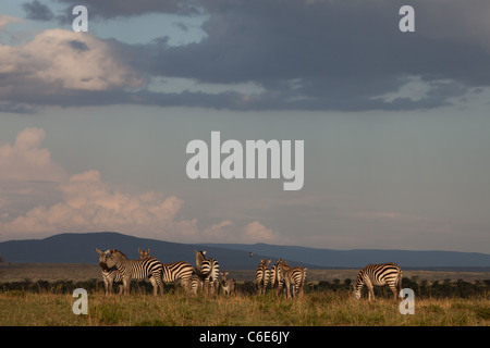 Herde von Burchell Zebra sammeln über die Masai Mara vor Sonnenuntergang mit Donner Sturm, Masai Mara, Kenia, Afrika Stockfoto