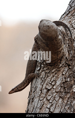 Waran bewegen auf einem Baum in Ranthambhore, Indien. Stockfoto