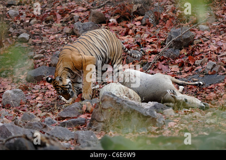 Bengal Tiger für die Karkasse mit der trockenen Blätter Plünderer in Ranthambhore, Indien zu vermeiden. (Panthera Tigris) Stockfoto