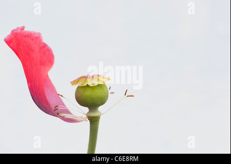 Papaver Somniferum. Poppy Seed-Kopf auf weißem Hintergrund Stockfoto