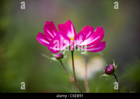 Ein dunkles rosa Aster Cosmos Blume in voller Blüte, Cosmos bipinnatus Stockfoto