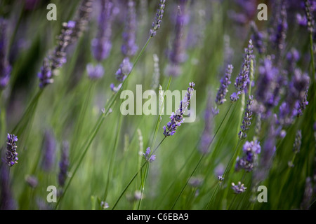 Lavendel blüht im Sommer, Lavandula angustifolia Stockfoto