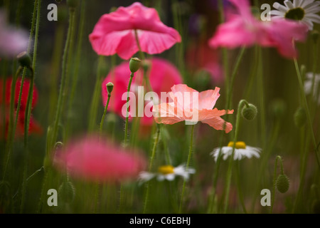 Eine blasse rosa Mohn in voller Blüte Stockfoto