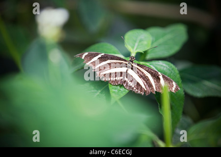 Ein Zebra Longwing Schmetterling auf einem Blatt, Heliconius charitonia Stockfoto