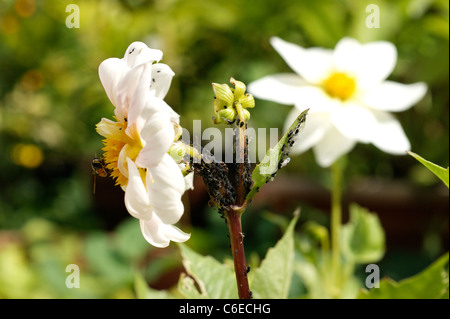 BlackFly (schwarze Fliege) auf Dahlien-Blüten, die bekanntermaßen anfällig für diesen Garten Schädling in einen Bio-Garten Stockfoto