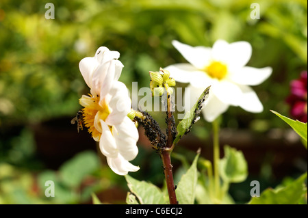 BlackFly (schwarze Fliege) auf Dahlien-Blüten, die bekanntermaßen anfällig für diesen Garten Schädling in einen Bio-Garten Stockfoto