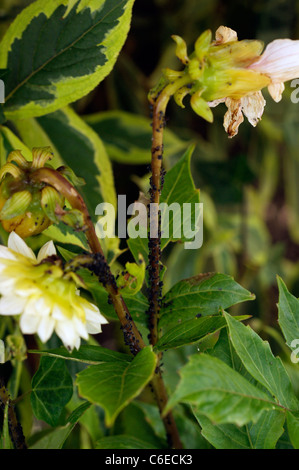 BlackFly (schwarze Fliege) Dahlien Blumen stammt bekanntermaßen anfällig für diesen Garten Schädling in einen Bio-Garten Stockfoto