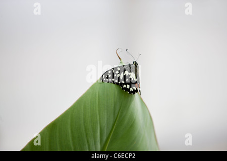 Ein Kalk-Schmetterling, Papilio Demoleus Malayanus an der Spitze eines Blattes Stockfoto