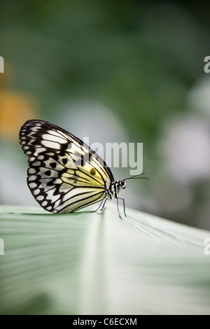 Ein Malabar Baumnymphe Schmetterling, Idee Malabarica auf einem Blatt Stockfoto