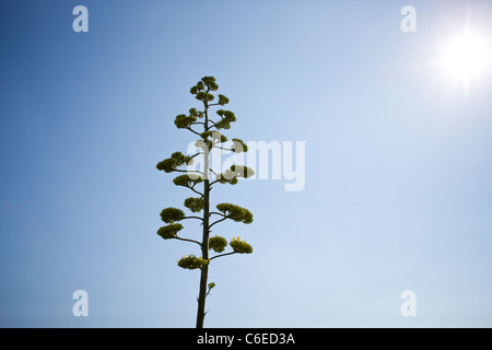 Eine Aloe Vera Pflanze in Blüte Stockfoto