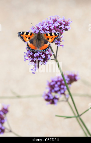 Nymphalis urticae. Kleiner Fuchs Schmetterling auf Verbena bonariensis Blumen in einen englischen Garten. Großbritannien Stockfoto