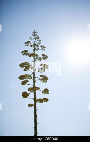 Eine Aloe Vera Pflanze in Blüte Stockfoto