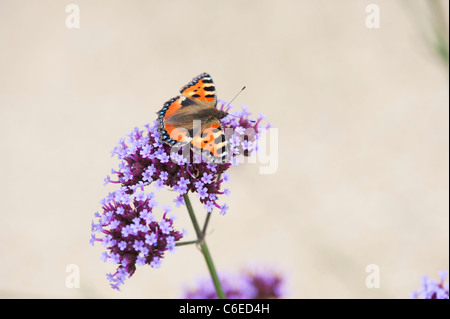 Nymphalis urticae. Kleiner Fuchs Schmetterling auf Verbena bonariensis Blumen in einen englischen Garten. Großbritannien Stockfoto