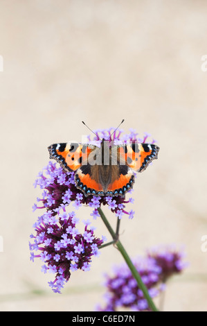 Nymphalis urticae. Kleiner Fuchs Schmetterling auf Verbena bonariensis Blumen in einen englischen Garten. Großbritannien Stockfoto