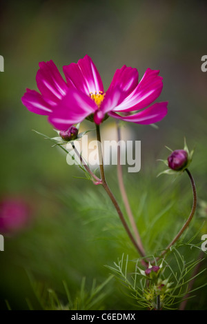 Ein dunkles rosa Aster Cosmos Blume in voller Blüte, Cosmos bipinnatus Stockfoto