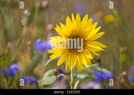 Eine Sonnenblume wächst auf einer Wiese von Wildblumen Stockfoto